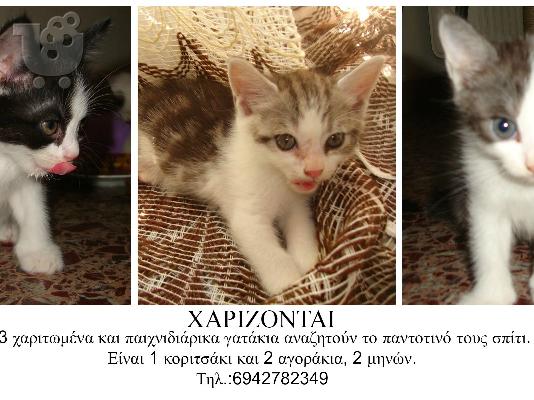 PoulaTo: ΧΑΡΙΖΟΝΤΑΙ ΓΑΤΑΚΙΑ (ΚΙΑΤΟ ΚΟΡΙΝΘΙΑΣ)